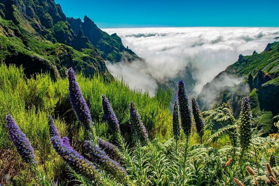 Alti fiori viola e piante verdi su un fianco di montagna, con cime aspre che si ergono sopra un mare di nuvole sotto un cielo blu.