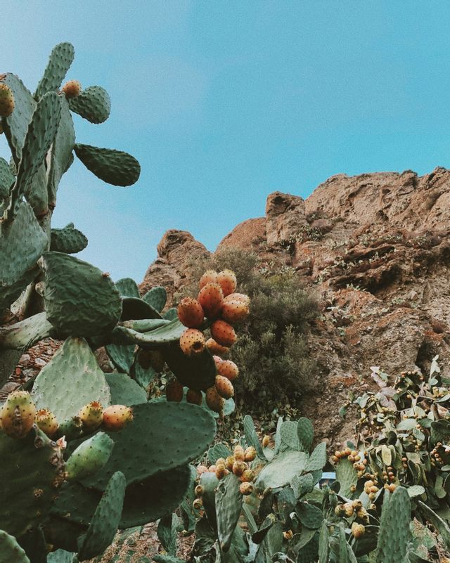 Un fico d'India con frutti arancioni cresce di fronte a una scogliera rocciosa sotto un cielo blu chiaro.
