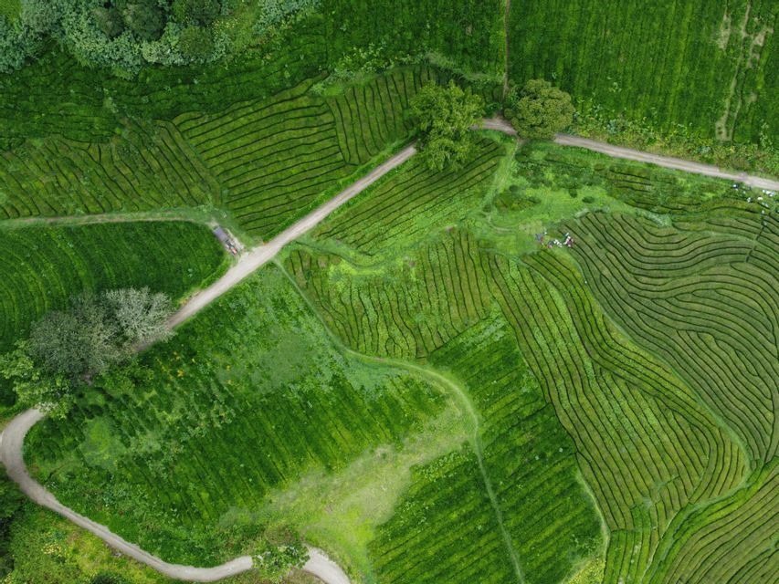 Una vista aerea mostra un viaggio di gruppo WeRoad che esplora piantagioni di tè verdi terrazzate con sentieri sterrati tortuosi.