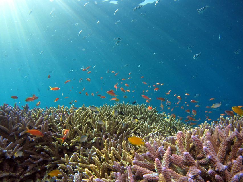 Banchi di pesciolini colorati nuotano su una barriera corallina mentre la luce del sole filtra nell'acqua blu dell'oceano.