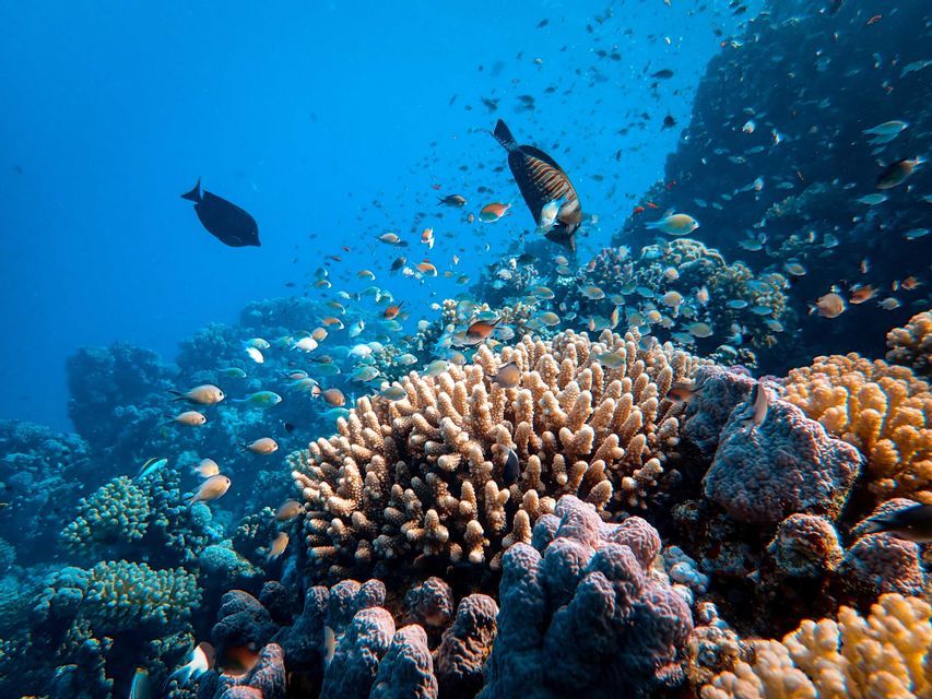 Bancos de peces de colores nadan sobre un arrecife de coral en aguas azul profundo, iluminados por la luz del sol desde arriba.