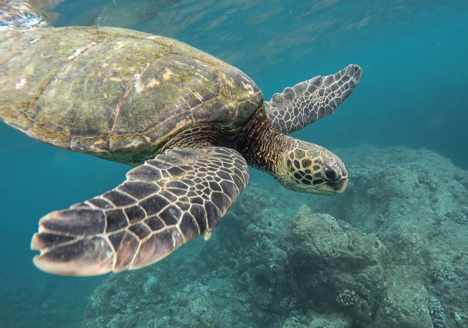 Primer plano de una gran tortuga marina nadando bajo el agua en un océano azul cristalino sobre un lecho marino rocoso.