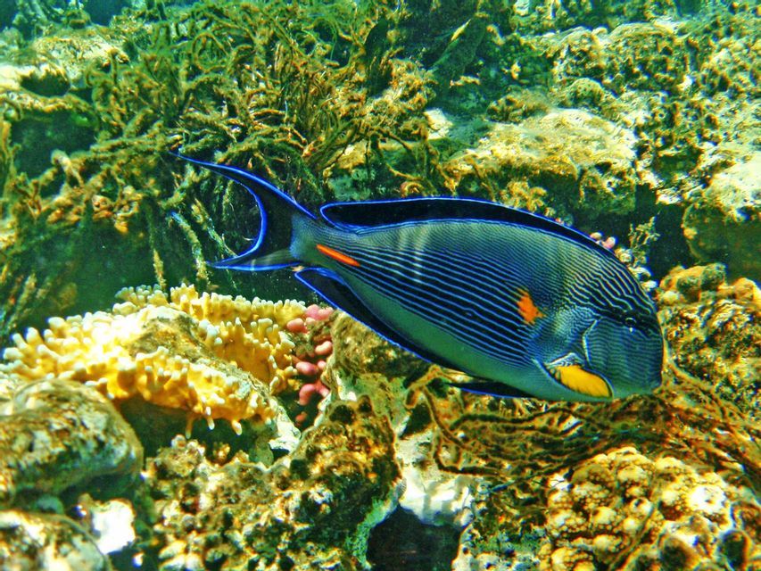 Un pesce chirurgo sohal a strisce blu e nere con macchie arancioni che nuota sopra una colorata barriera corallina.