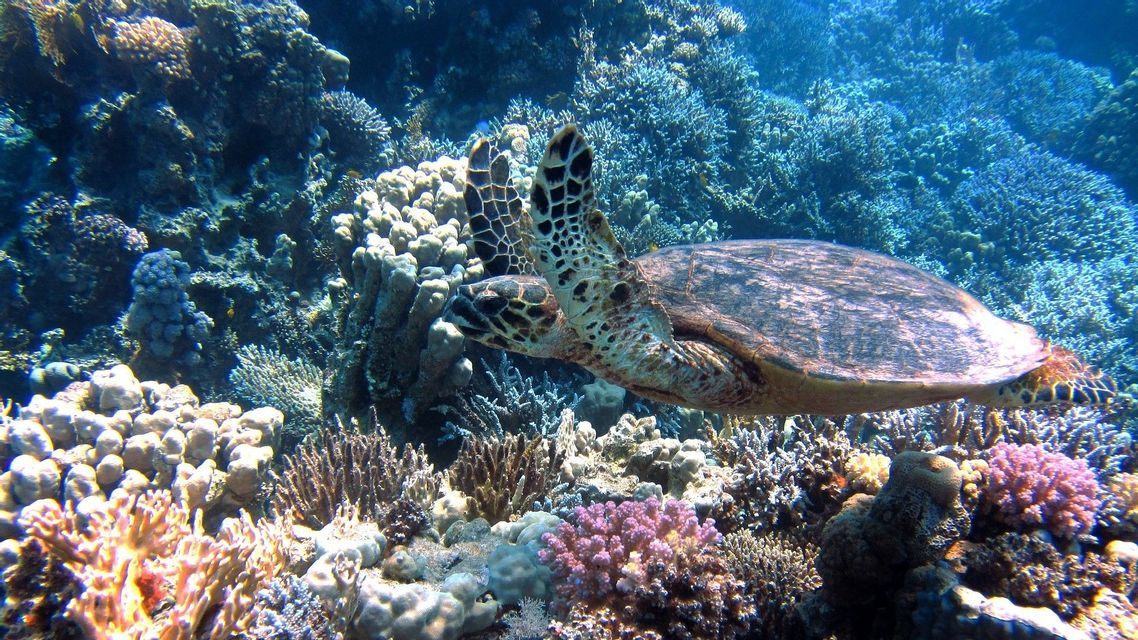 Una tartaruga marina nuota su una vivace barriera corallina nell'oceano limpido e blu.