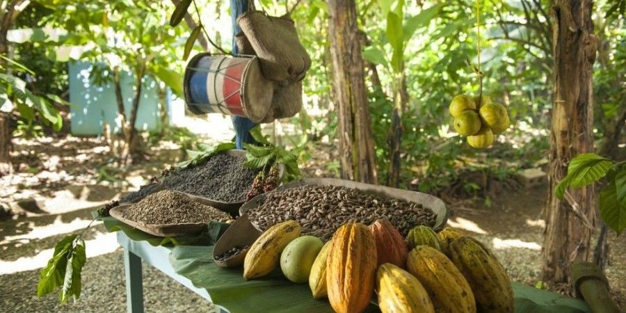 Un'esposizione di baccelli di cacao freschi e vassoi di fave di cacao lavorate su un tavolo all'aperto in un contesto tropicale, con un tamburo tradizionale appeso nelle vicinanze.