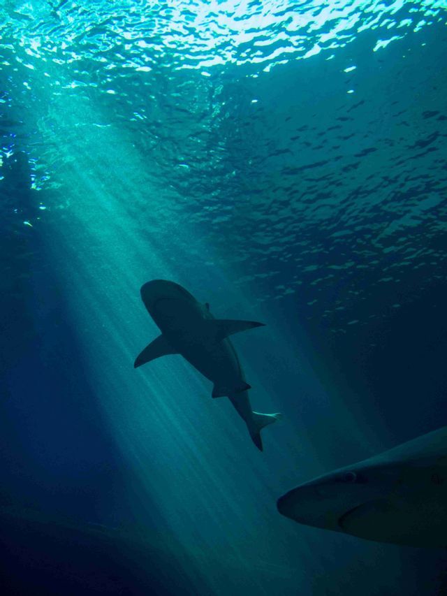 Dos tiburones nadan en aguas azul profundo, vistos desde abajo mientras los rayos de luz se filtran desde la superficie ondulante.