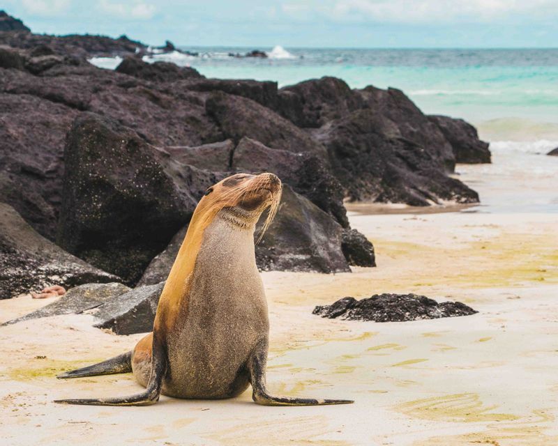 Un lobo marino se sienta en una playa de arena, levantando la cabeza, con rocas volcánicas oscuras y agua turquesa de fondo.
