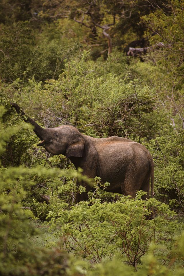 Un elefante si trova in una foresta verde e rigogliosa, allungando la proboscide per mangiare le foglie da un albero.