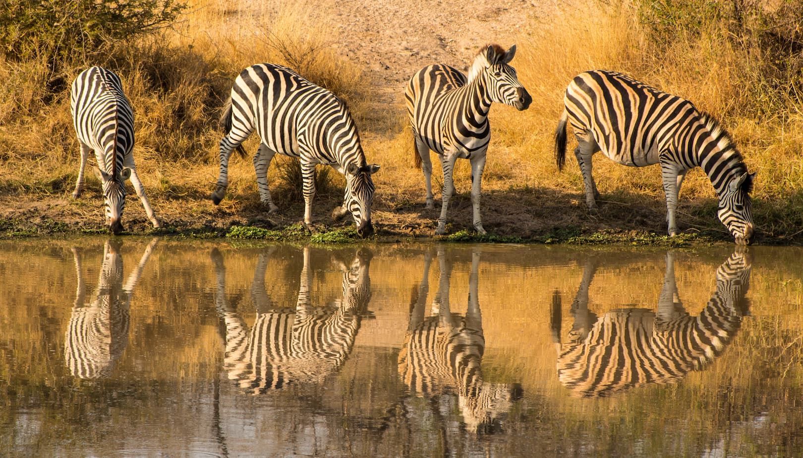 Foto del viaje Sudáfrica 360°: Ciudad del Cabo y safari en el Kruger National Park