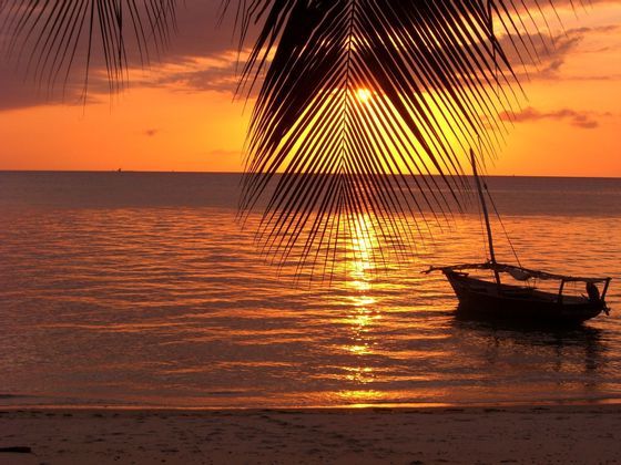 A sailboat floats on the ocean during an orange sunset, framed by a silhouetted palm leaf in the foreground.