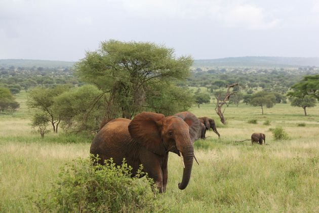 Ti piacerebbe fare un viaggio safari e vedere numerosi animali selvaggi dal vivo? Parti con WeRoad nel viaggio in Tanzania e vivi delle avventure indimenticabili.