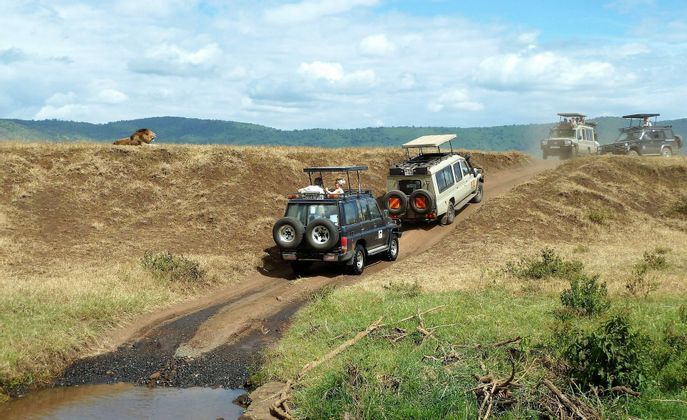 Ti piacerebbe fare un viaggio safari in Tanzania? Se è cosi parti con WeRoad e scopri la natura selvaggia tutta da ammirare.