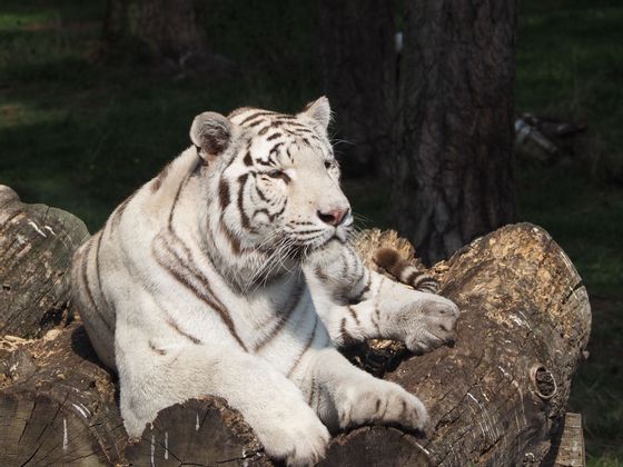 Hai mai visto una tigre dal vivo? Se la risposta è no e vorresti provare questa esperienza il nostro viaggio in Tanzania è quello che fa per te. Parti con noi per una nuova avventura.