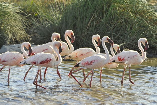 Per molti il lago Manyara è uno dei più belli in Africa ma una cosa è certa vederla dal vivo è un esperienza mozzafiato quindi se vuoi provare anche tu questa esperienza parti con noi in Tanzania.