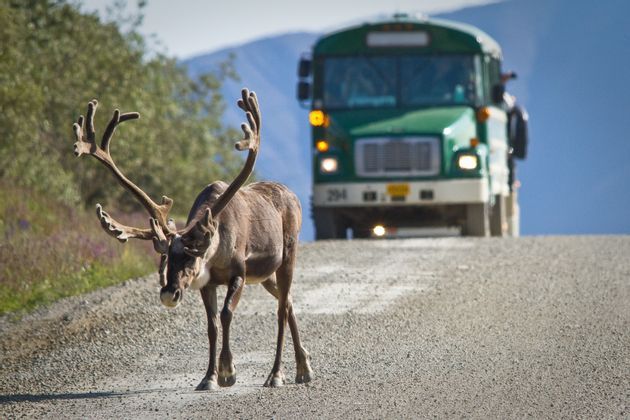 animals-wild-alaska-lands-tour-usa