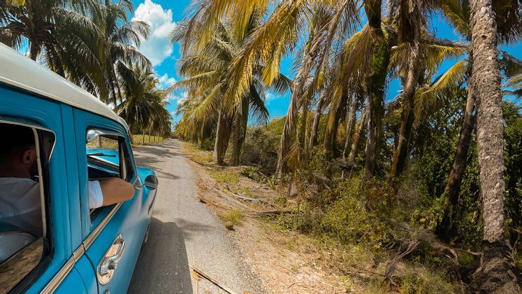 A person's arm rests on the window of a blue vintage car driving down a narrow road lined with palm trees under a blue sky.