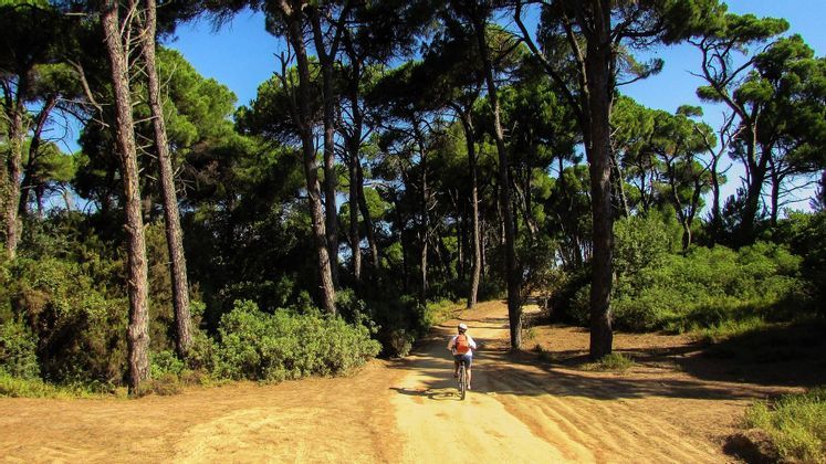 Una persona in bicicletta percorre un sentiero sterrato attraverso una fitta pineta in una giornata di sole.