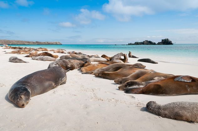 Una gran colonia de lobos marinos descansa en una playa de arena blanca junto a un océano turquesa bajo un cielo parcialmente nublado.