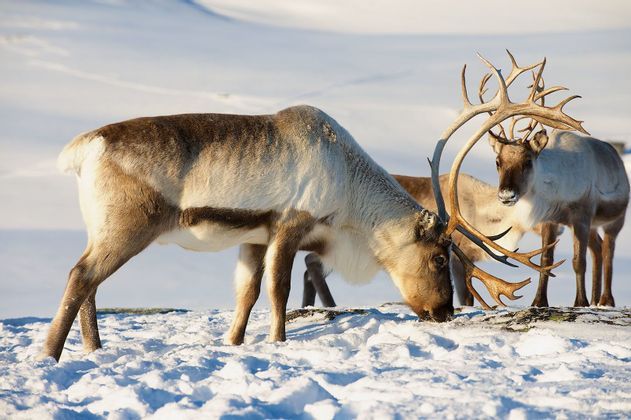 Laponia: A la caza de la Aurora Boreal