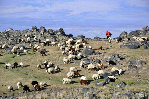 Un gregge di pecore al pascolo su un pendio roccioso ed erboso, mentre due persone si ergono su una cresta sullo sfondo sotto un ampio cielo.