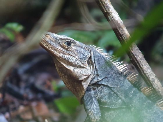 costa-rica-iguana-agosto-estate.jpg