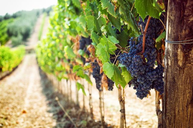 Toscana Express: le colline del Chianti