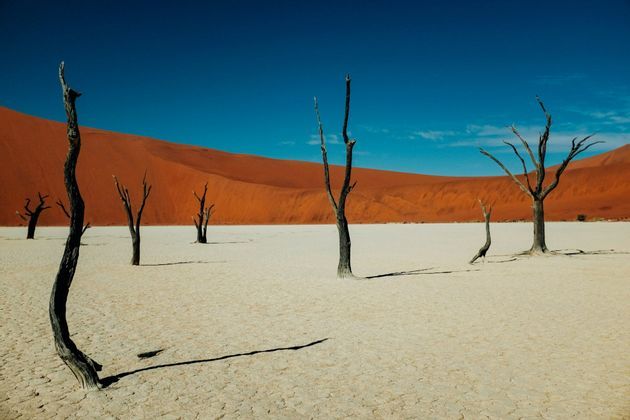 Alberi spogli e morti si ergono su un terreno desertico bianco e crepato davanti a una grande duna di sabbia arancione sotto un cielo azzurro e limpido.
