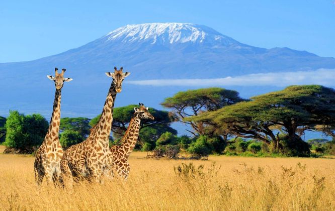 Three giraffes stand in a grassy savanna with a large, snow-capped mountain in the background under a clear blue sky.