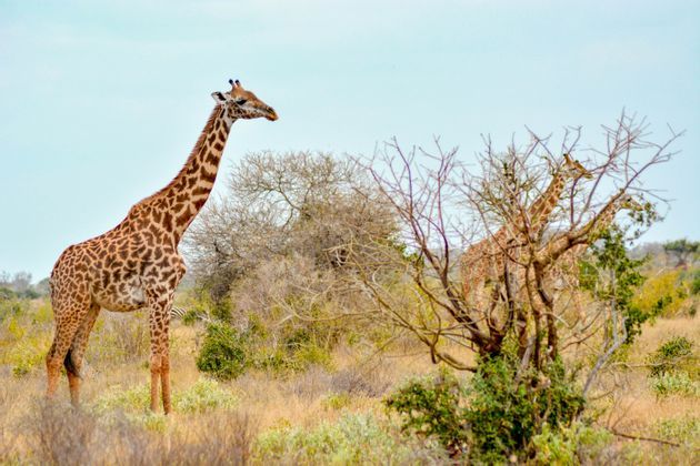 Esplora il parco dello Tsavo Est: immergiti nella savana africana con WeRoad e un nuovo gruppo di amici!