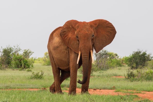 Vuoi vivere un'avventura nella savana africana? Parti per un WeRoad e scopri il Kenya!