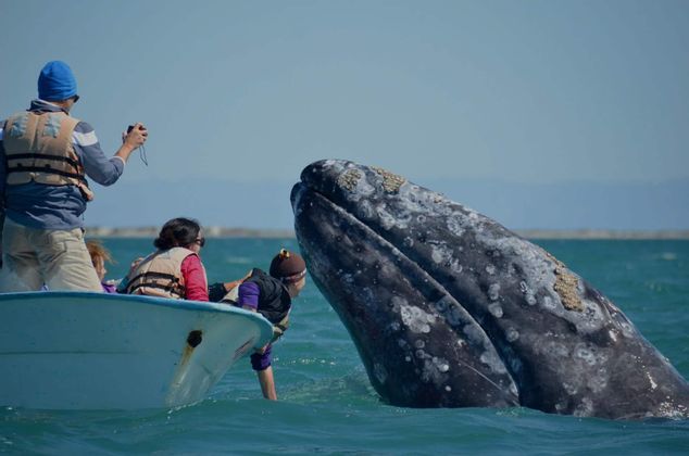Scopri la Baja California in un viaggio di gruppo con WeRoad: parti con Caterina e scopri la natura e la fauna di questa zona del Messico!