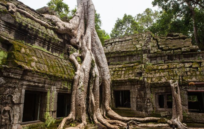 Cambodia-angkor-wat-tree-nature