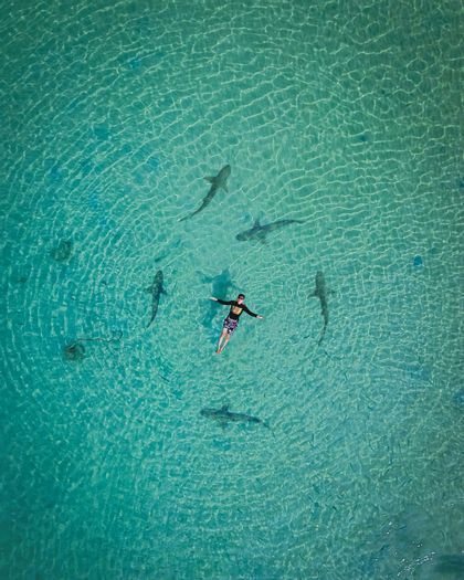 D'une vue aérienne, une personne flotte sur le dos dans une eau turquoise limpide, encerclée par plusieurs requins et une raie.