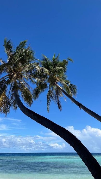 Deux grands palmiers aux troncs courbés se penchant sur l'océan turquoise sous un ciel bleu clair avec des nuages épars.