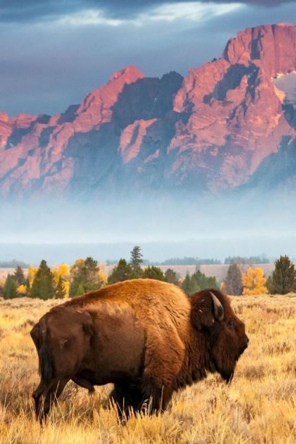 Weroad-X-Wild-America-cover-proposal-1-mobile.jpg