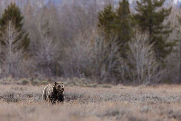 day-4-grizzly-sh.jpg