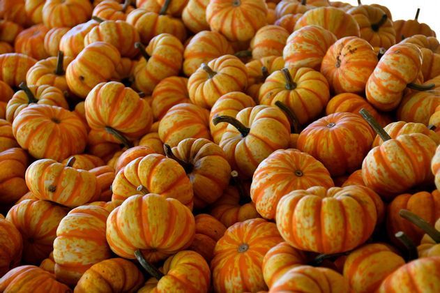 Un mucchio di piccole zucche a coste con strisce gialle e arancioni.