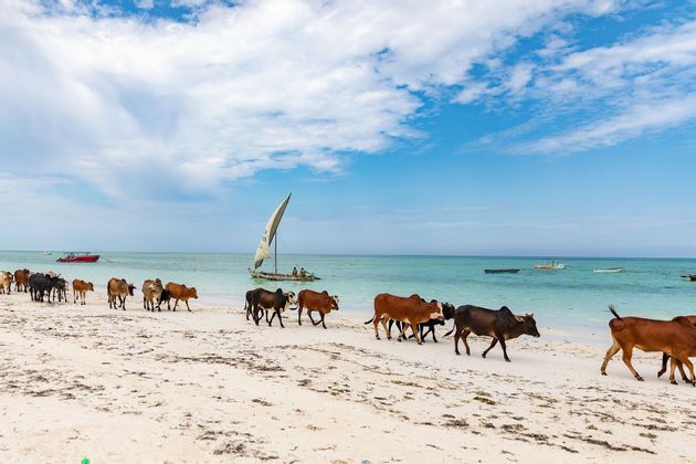 Una mandria di bestiame cammina in fila su una spiaggia di sabbia bianca accanto a un oceano turchese con barche sull'acqua.