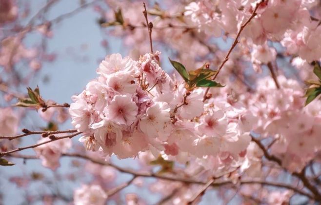 A close-up of light pink cherry blossoms clustered on a branch against a clear blue sky.