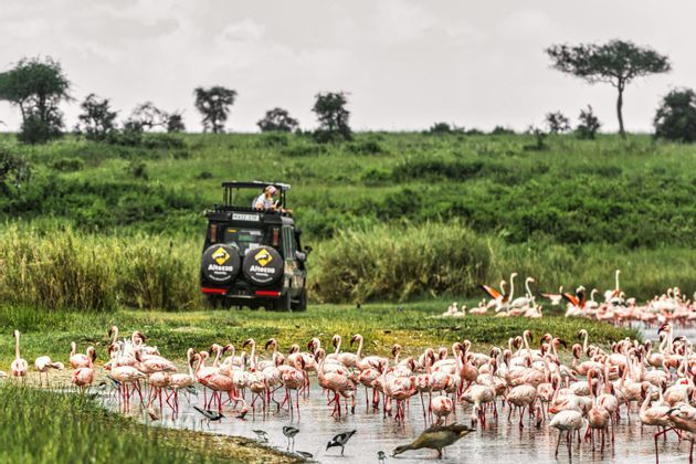 Fenicotteri-Tanzania.jpg