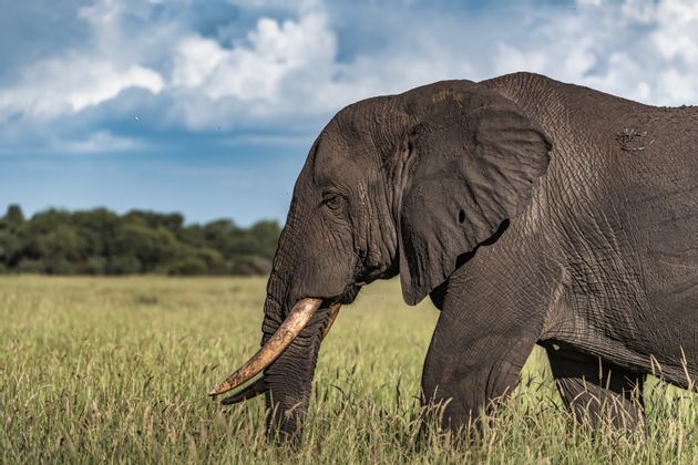 Elfante-Tanzania.jpg