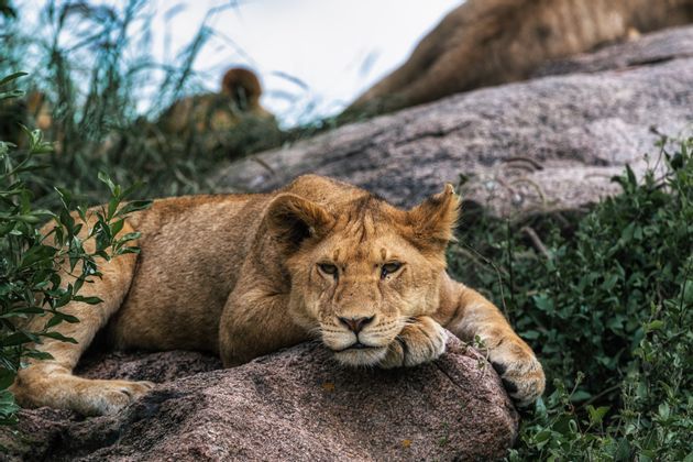 Leone-1-Tanzania.jpg