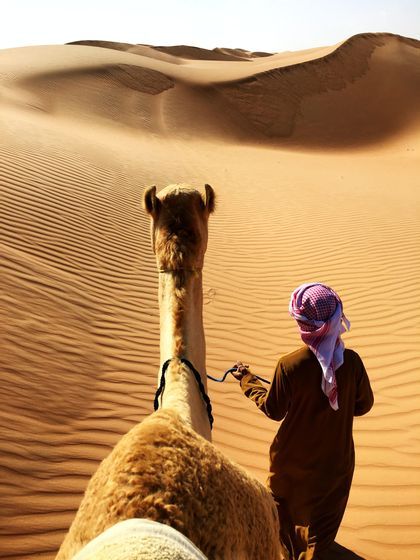 Desert-camel-oman-nature