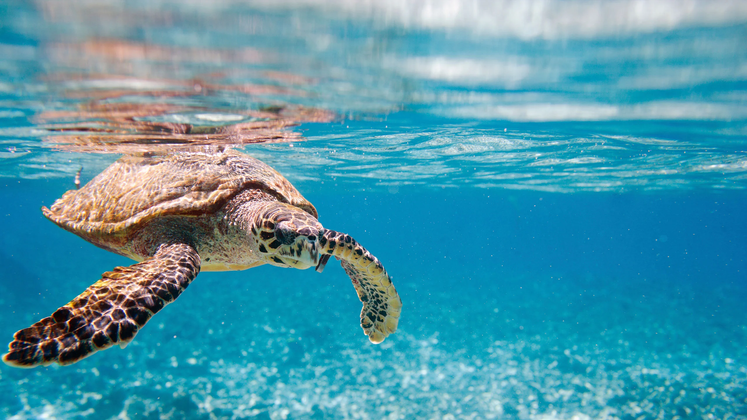 Turtle14.jpg