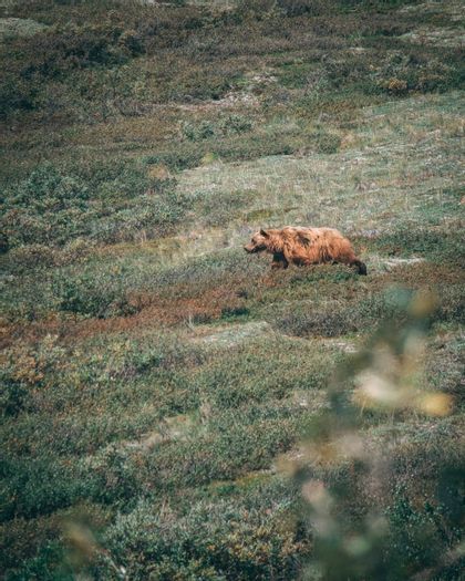 alaska-bear-nature-national-park-tour-travel.jpeg