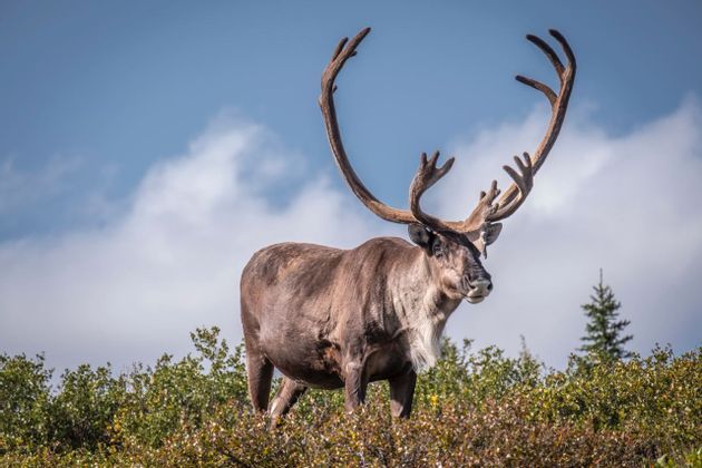 nature-alaska-tour-travel-summer-animals-discover.jpeg