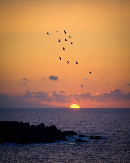 Uno stormo di uccelli si staglia contro un cielo arancione mentre il sole tramonta su un oceano calmo.