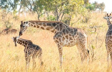 giraffe.jpg