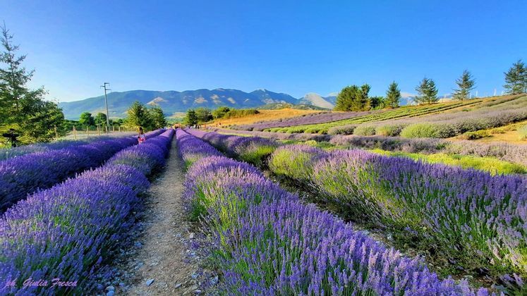 parco-della-lavanda-norano-calabro-pollino.jpg