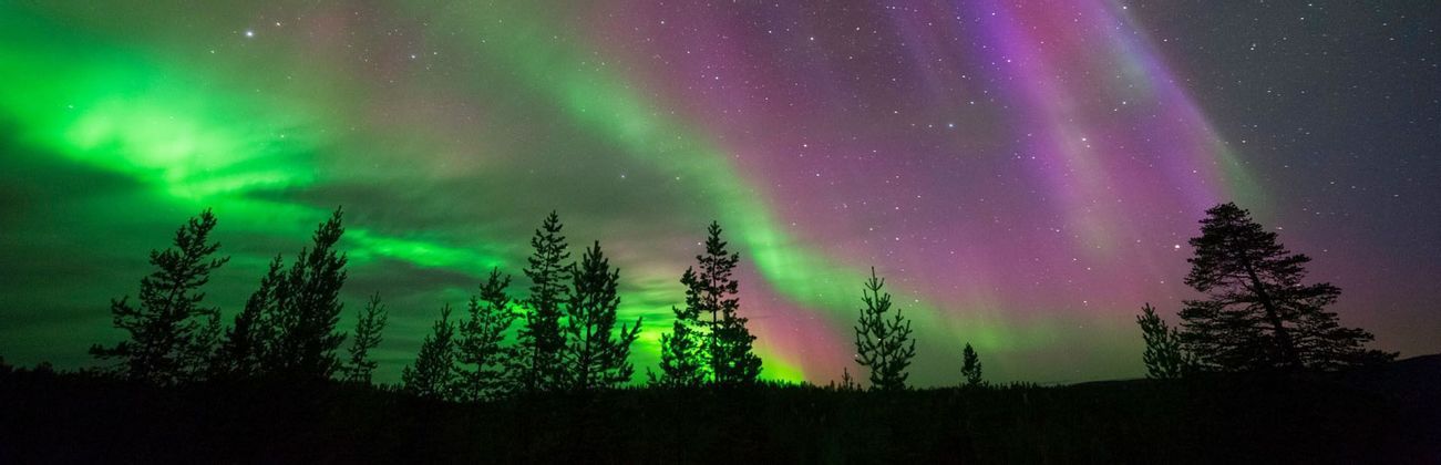 Aurora boreal verde y morada ilumina un cielo nocturno estrellado sobre un bosque de pinos en silueta.